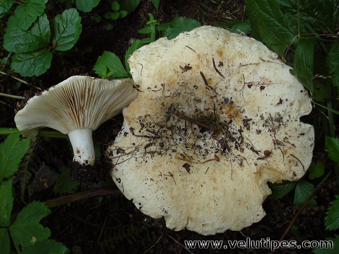 Russula chloroides