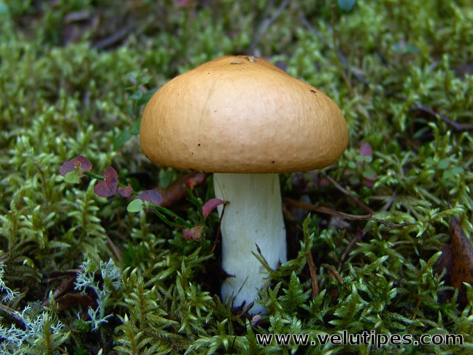 Russula Decolorans Kangashapero Natural Fungi In Finland