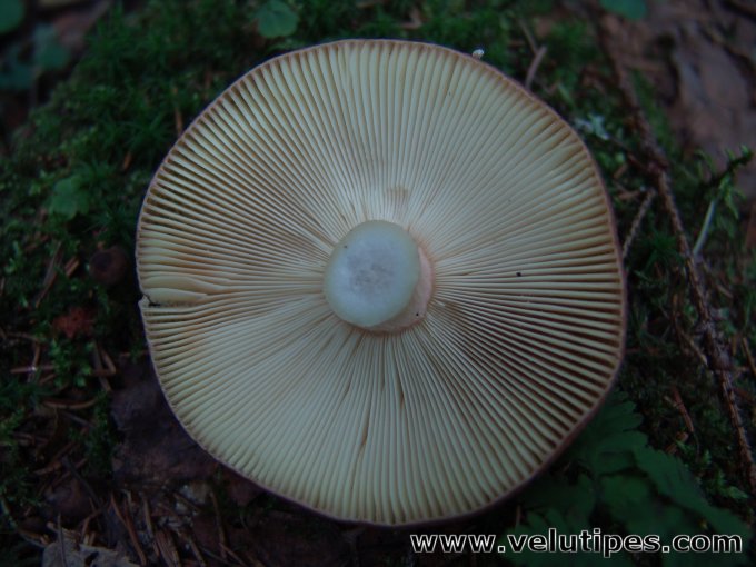Russula favrei