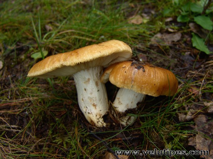  Russula foetens 