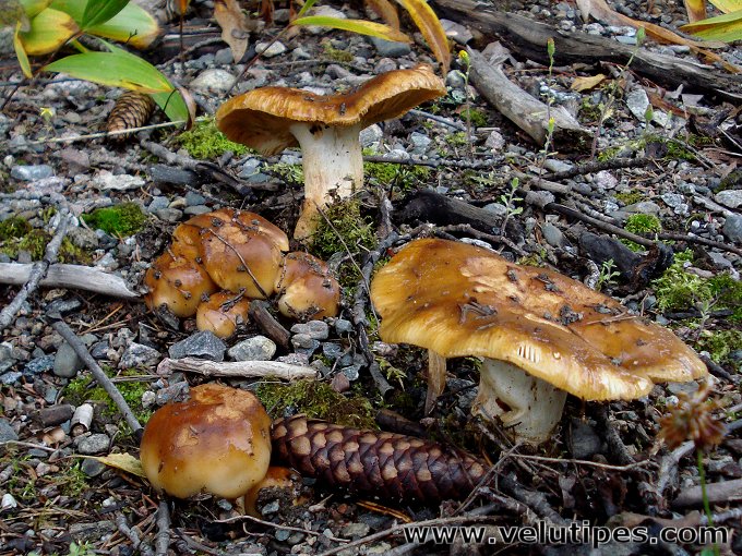  Russula foetens 