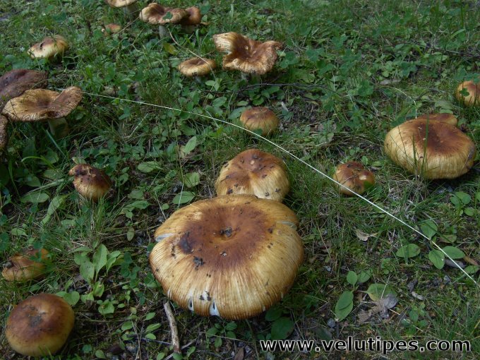  Russula foetens 