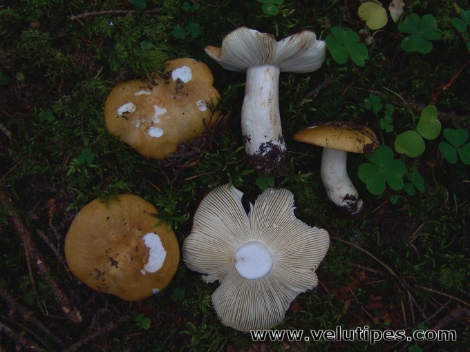 Russula ochroleuca