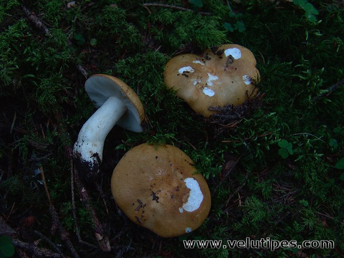 Russula ochroleuca