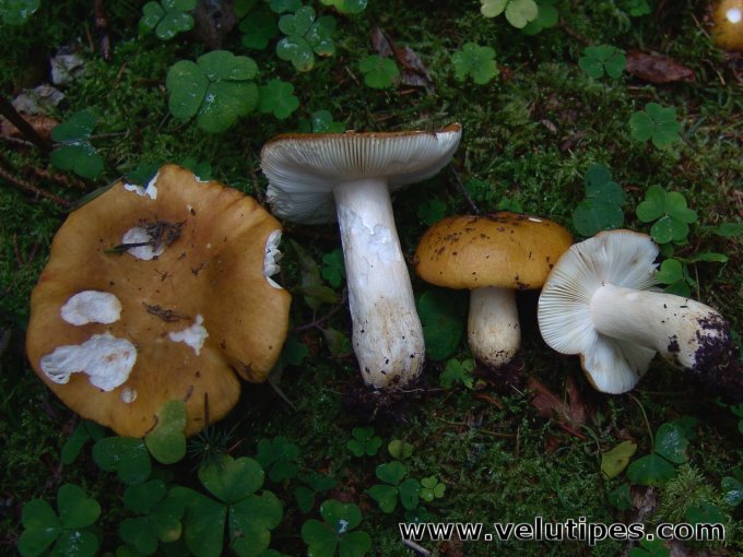 Russula ochroleuca