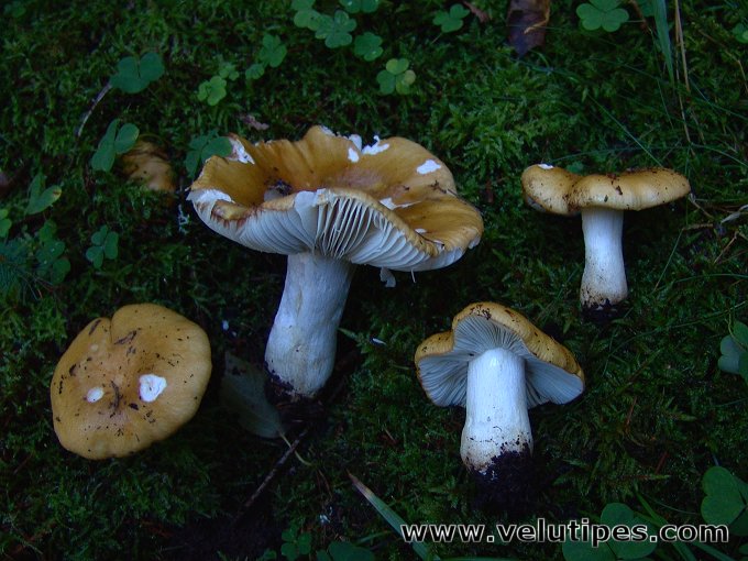 Russula ochroleuca