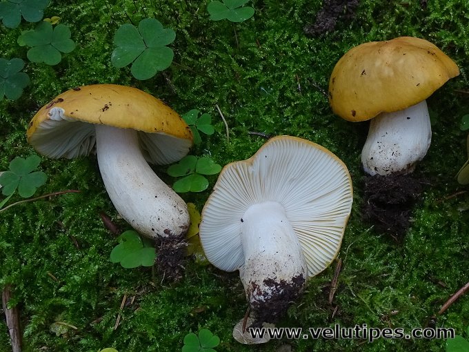 Russula ochroleuca
