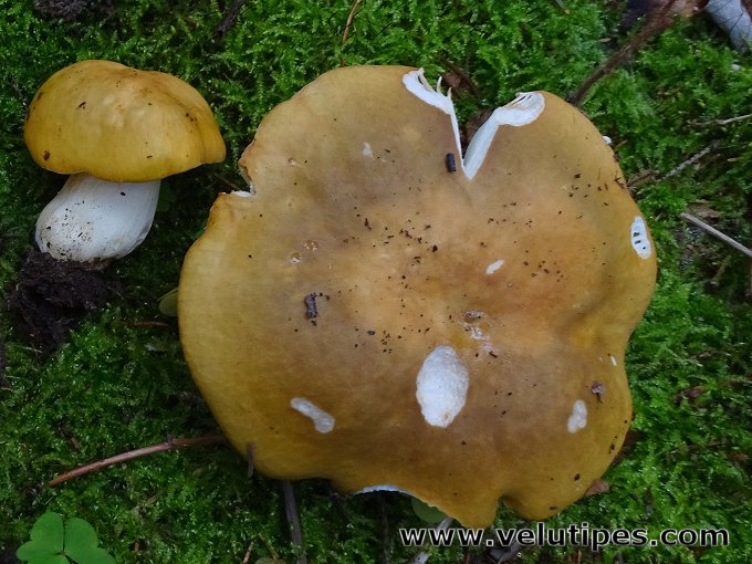 Russula ochroleuca