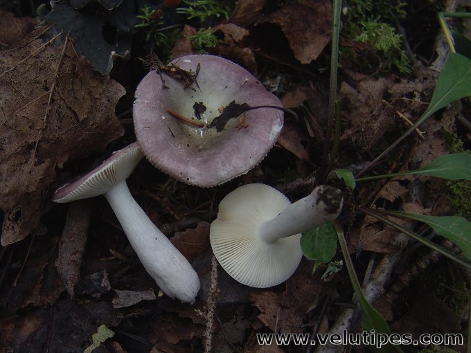 Russula pelargonia