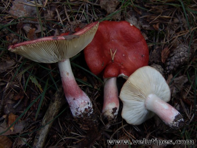 Russula rhodopus