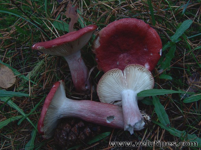 Russula sanguinea
