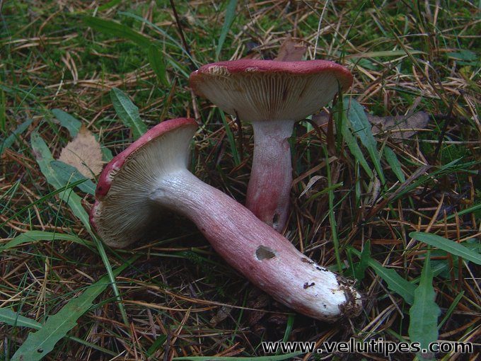 Russula sanguinea