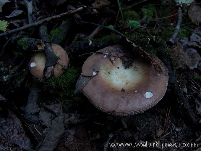 Russula violaceoincarnata