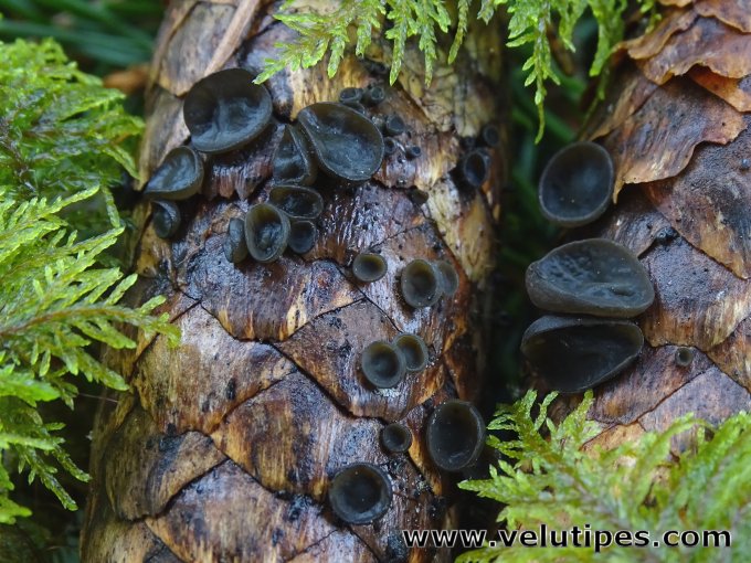 Rutstroemia bulgarioides