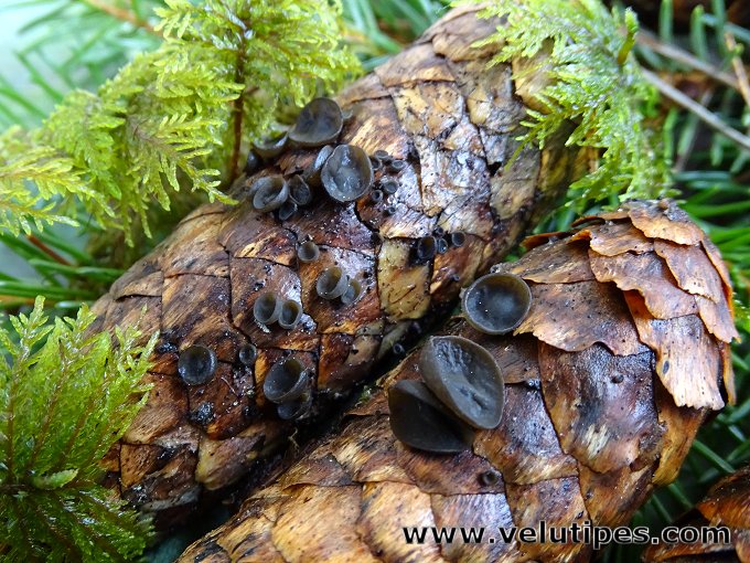 Rutstroemia bulgarioides