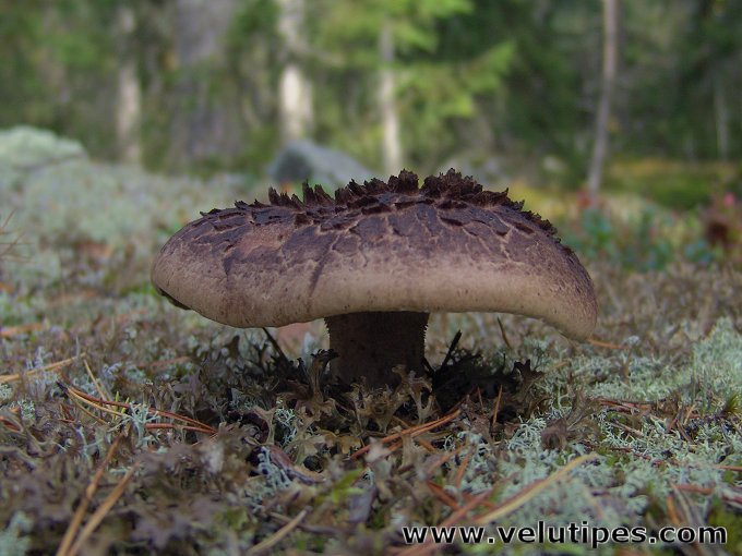 Sarcodon squamosus
