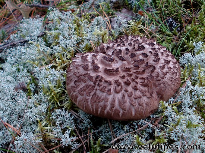 Sarcodon squamosus