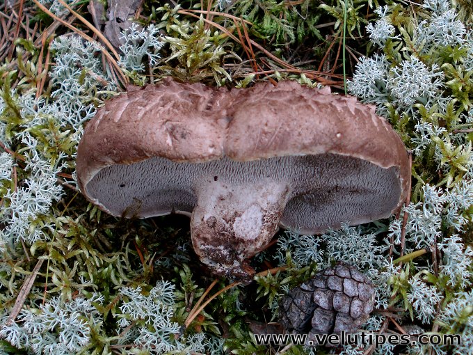 Sarcodon squamosus