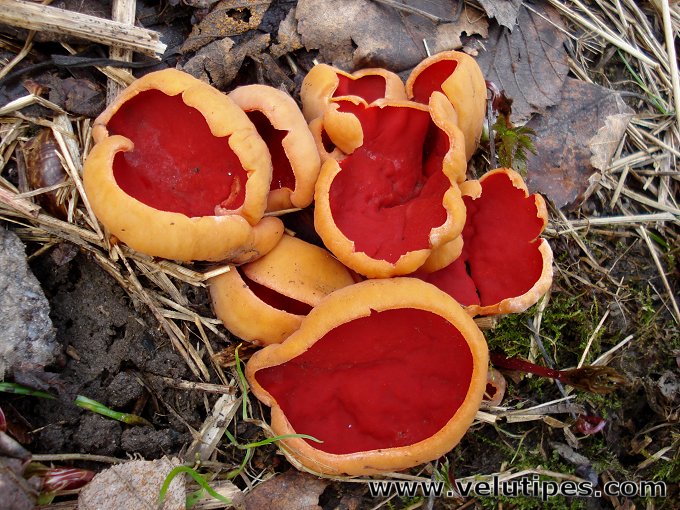 Sarcoscypha austriaca