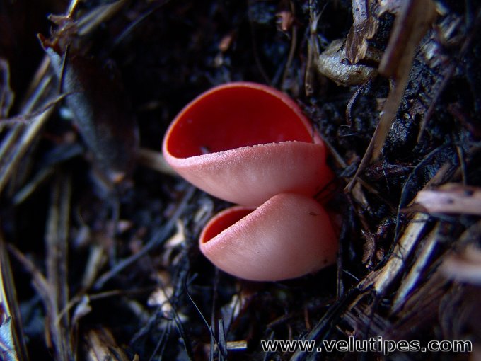 Sarcoscypha austriaca