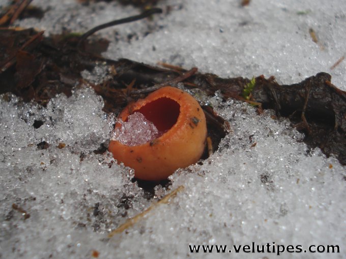 Sarcoscypha austriaca