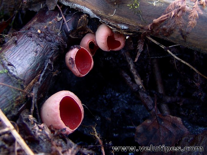 Sarcoscypha austriaca