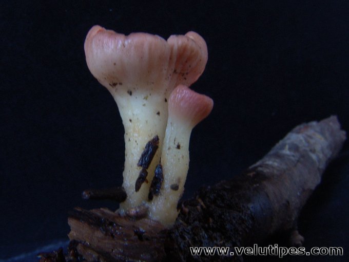 Sarcoscypha austriaca