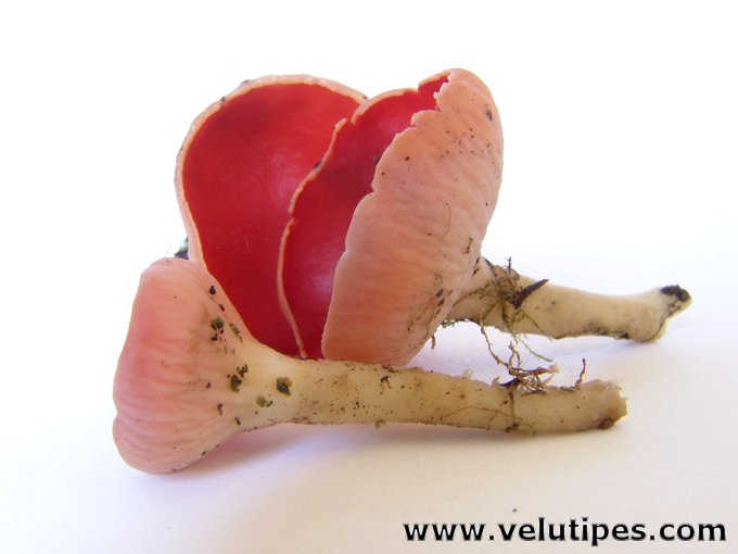 Sarcoscypha austriaca