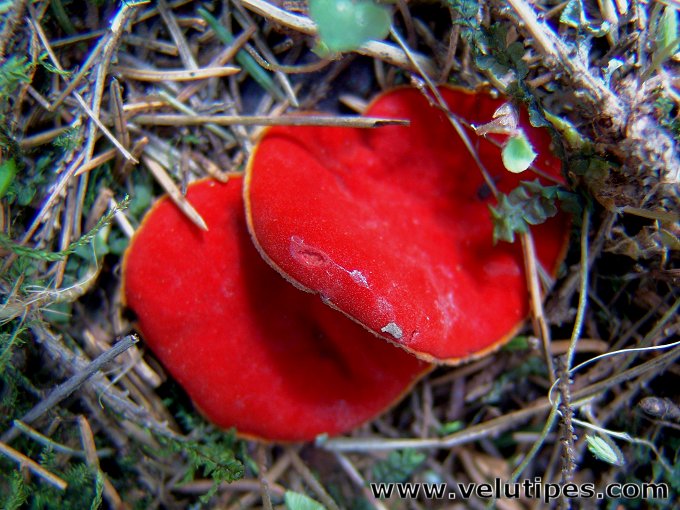 Sarcoscypha austriaca