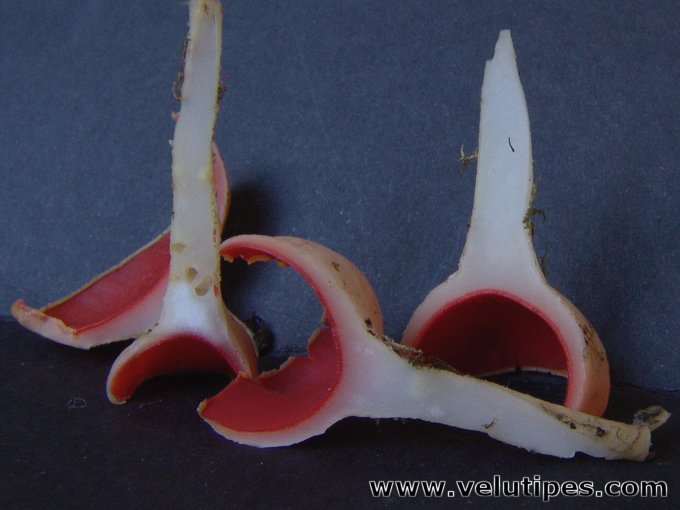 Sarcoscypha austriaca