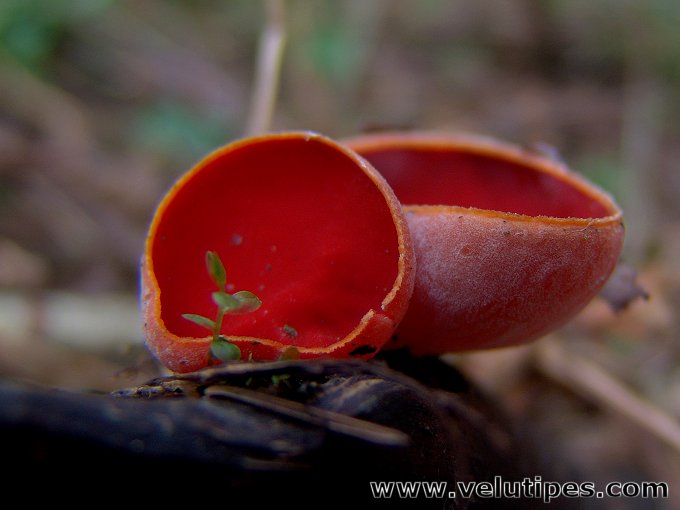 Sarcoscypha austriaca