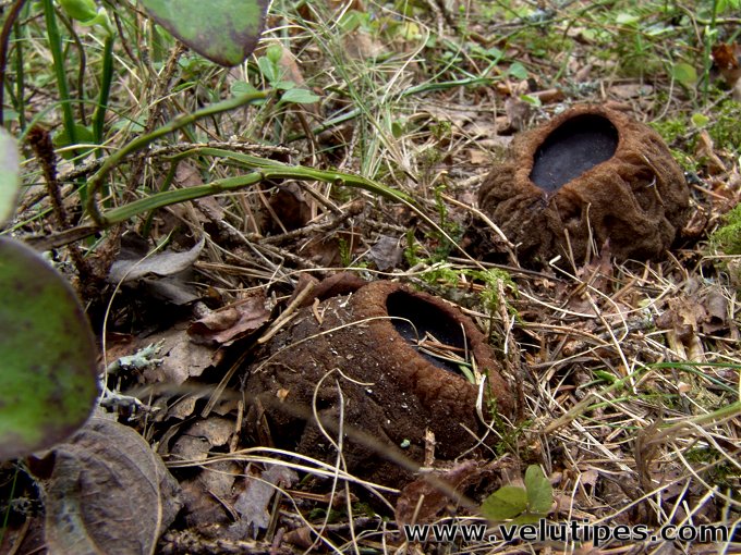 Sarcosoma globosum