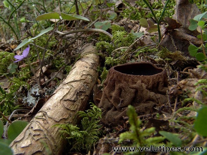 Sarcosoma globosum