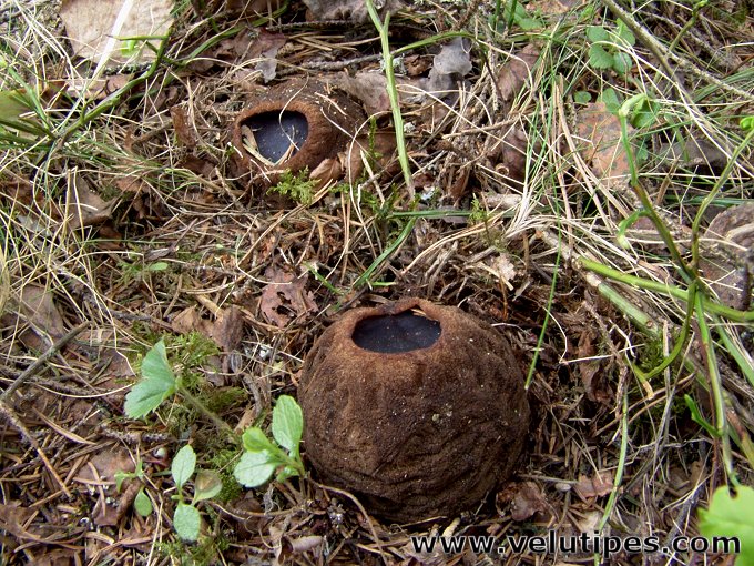 Sarcosoma globosum