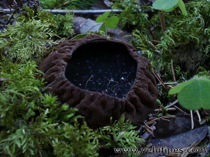 Sarcosoma globosum
