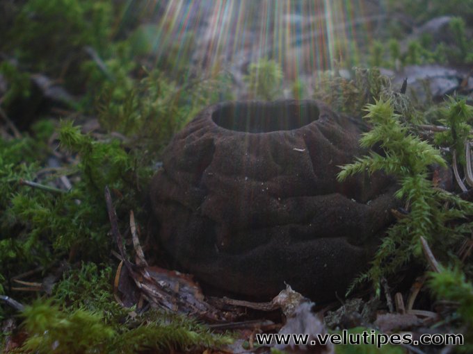 Sarcosoma globosum