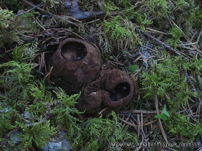 Sarcosoma globosum