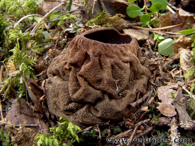 Sarcosoma globosum