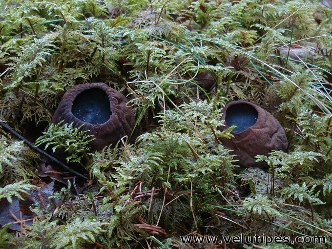 Sarcosoma globosum