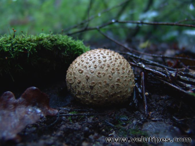 Scleroderma citrinum