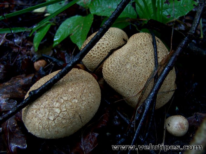 Scleroderma citrinum