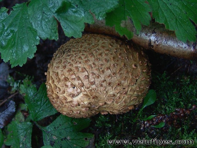 Scleroderma citrinum