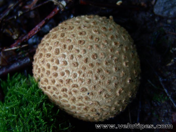 Scleroderma citrinum