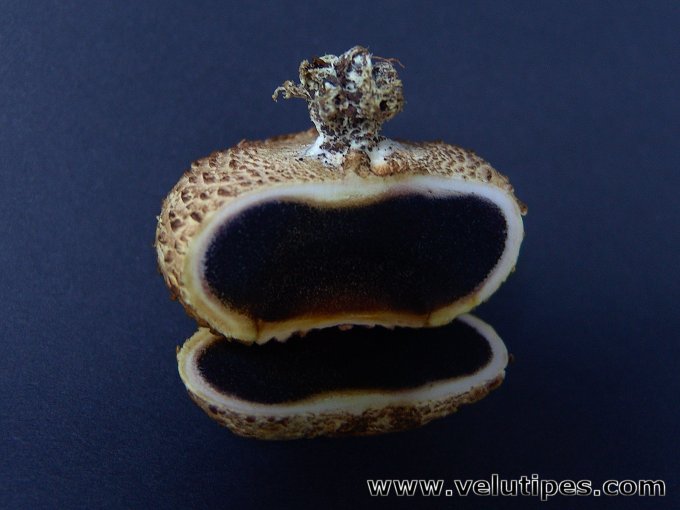 Scleroderma citrinum