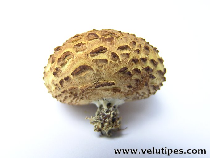 Scleroderma citrinum