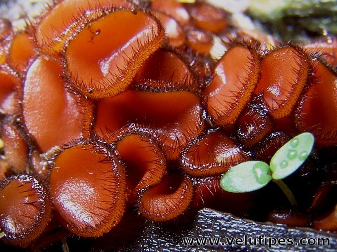  Scutellinia scutellata 