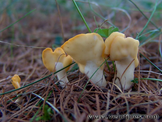  Spathularia flavida 