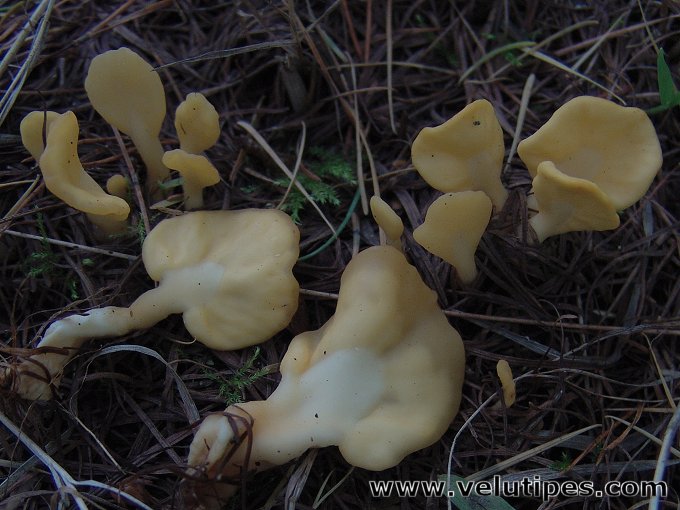  Spathularia flavida 