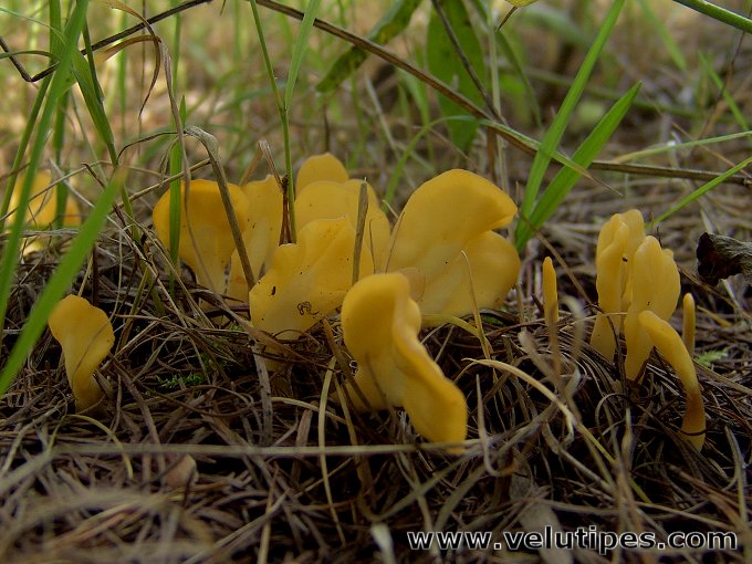  Spathularia flavida 