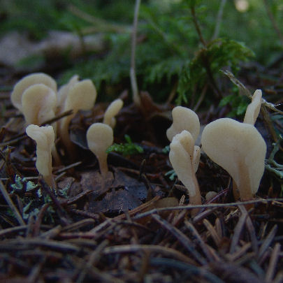  Spathularia rufa 
